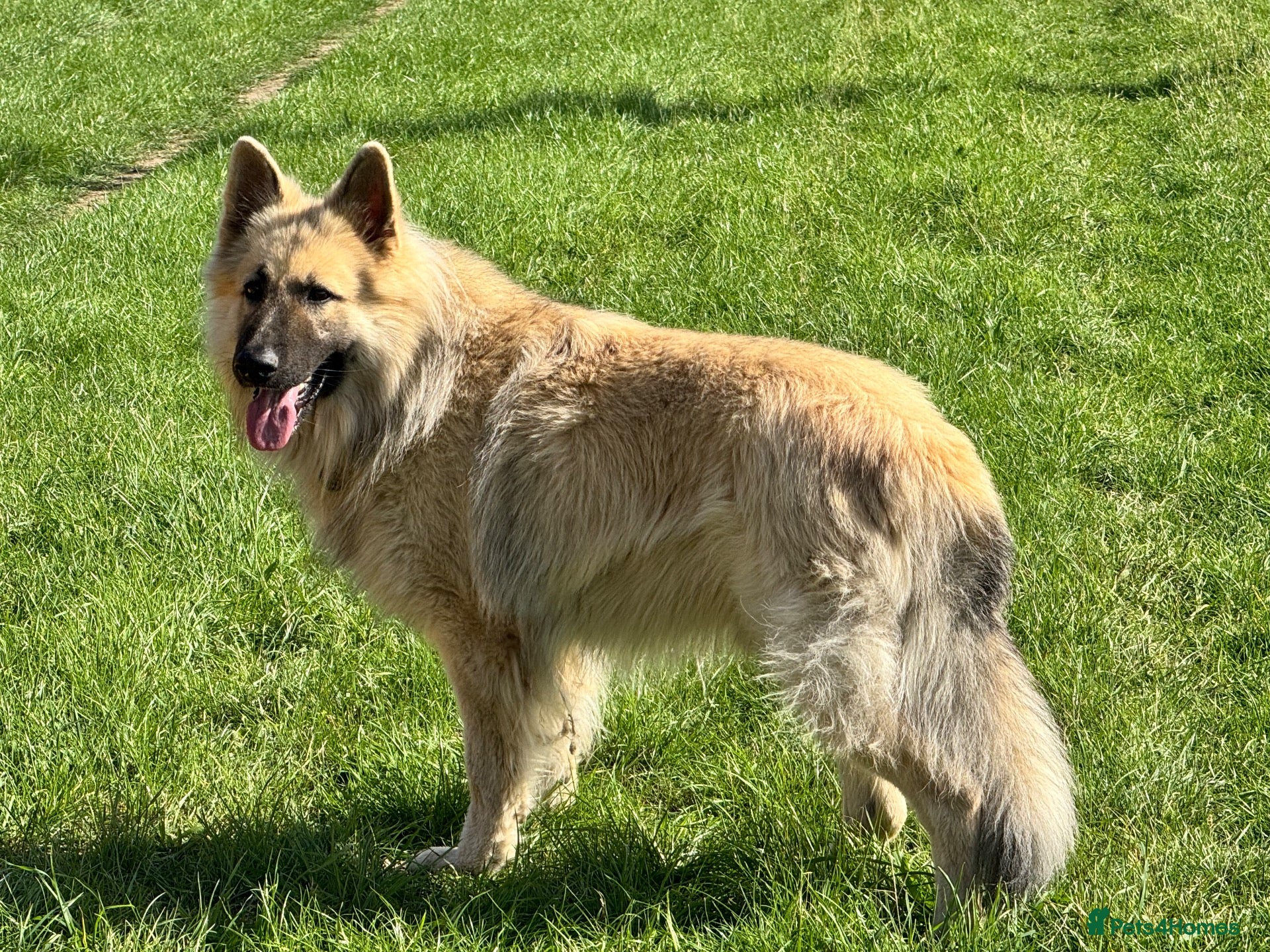 German Shepherd dogs FOR STUD. CREAM SABLE. LONG COATED. HEALTH TESTED - Advert 7