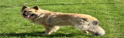 German Shepherd dogs for stud: FOR STUD. CREAM SABLE. LONG COATED. HEALTH TESTED - Advert 1
