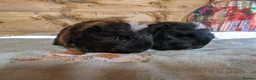 Guinea Pig rodents for sale: 🐹 Two Lovely Boars – Available Soon - Advert 3