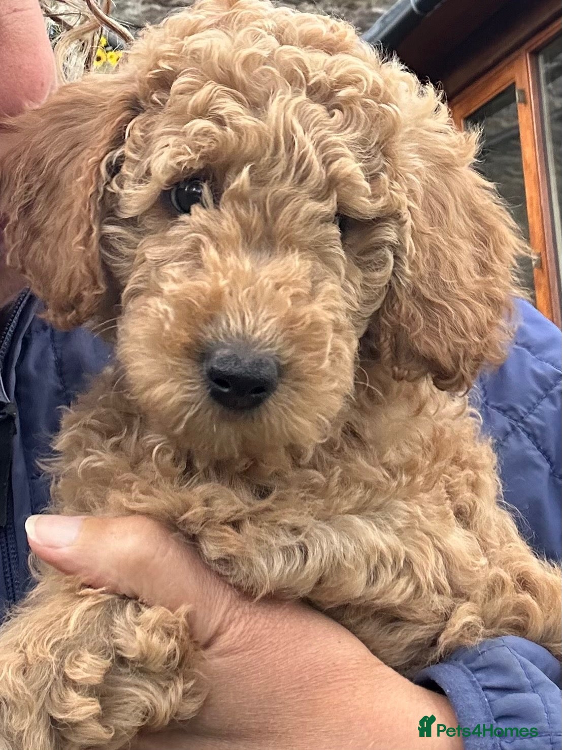 Mini Goldendoodle dogs Home reared mini Goldendoodles - Advert 2