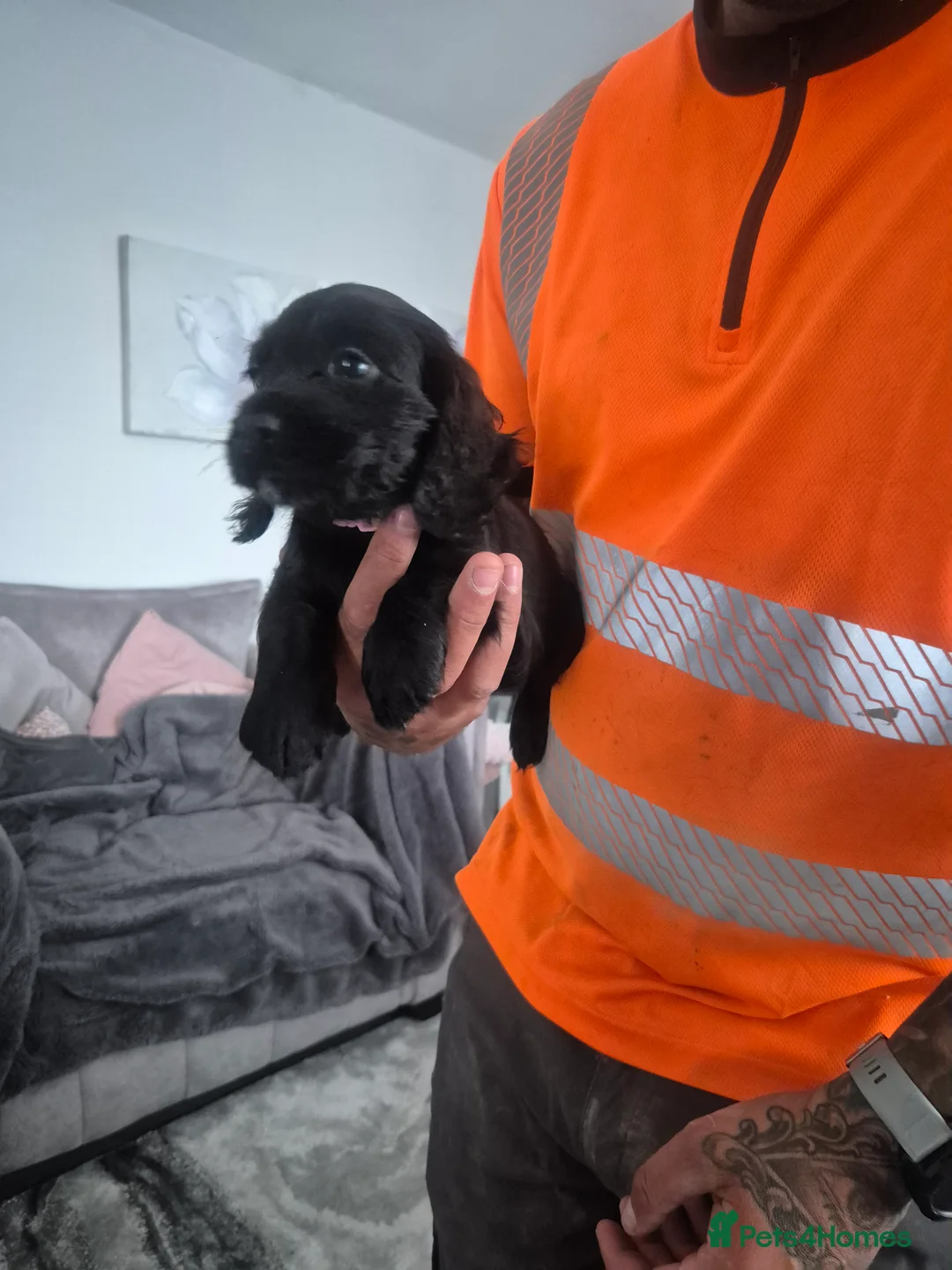 Cocker Spaniel dogs for sale: Cocker spaniel puppies - Advert 2