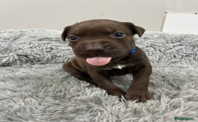 American Bull Staffy dogs - Advert 1