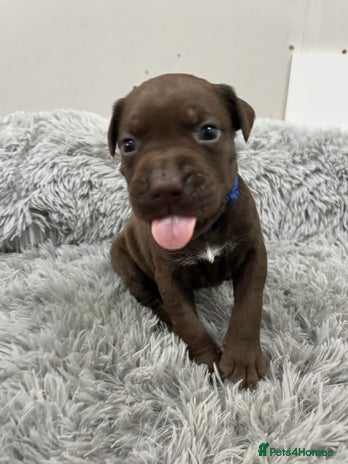 American Bull Staffy dogs - Advert 2