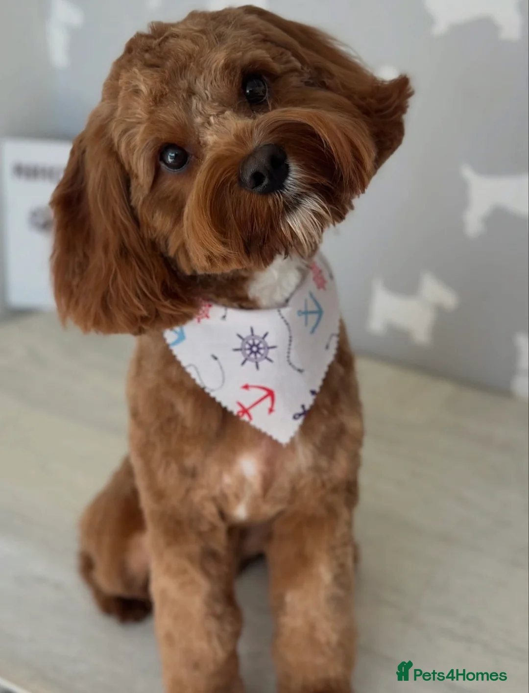 Mixed Breed dogs for sale: Cavapoochon Boy - Advert 6