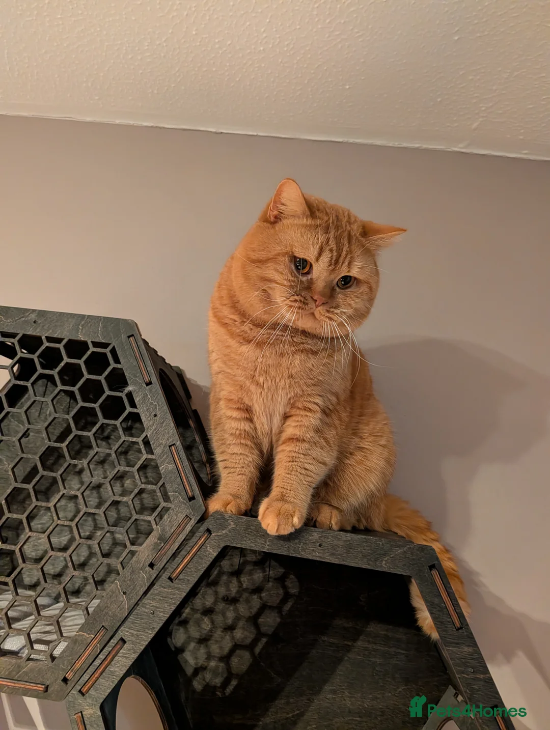 British Shorthair cats for stud: 🐯 European Import Champion Red BSH Boy ,BG-B😺 - Advert 6