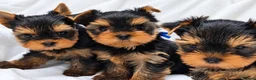 Yorkshire Terrier dogs for sale: Stunning Miniature Yorkshire Terrier Puppies - Advert 2