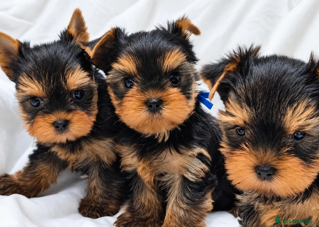 Yorkshire Terrier dogs for sale: Stunning Miniature Yorkshire Terrier Puppies - Advert 2