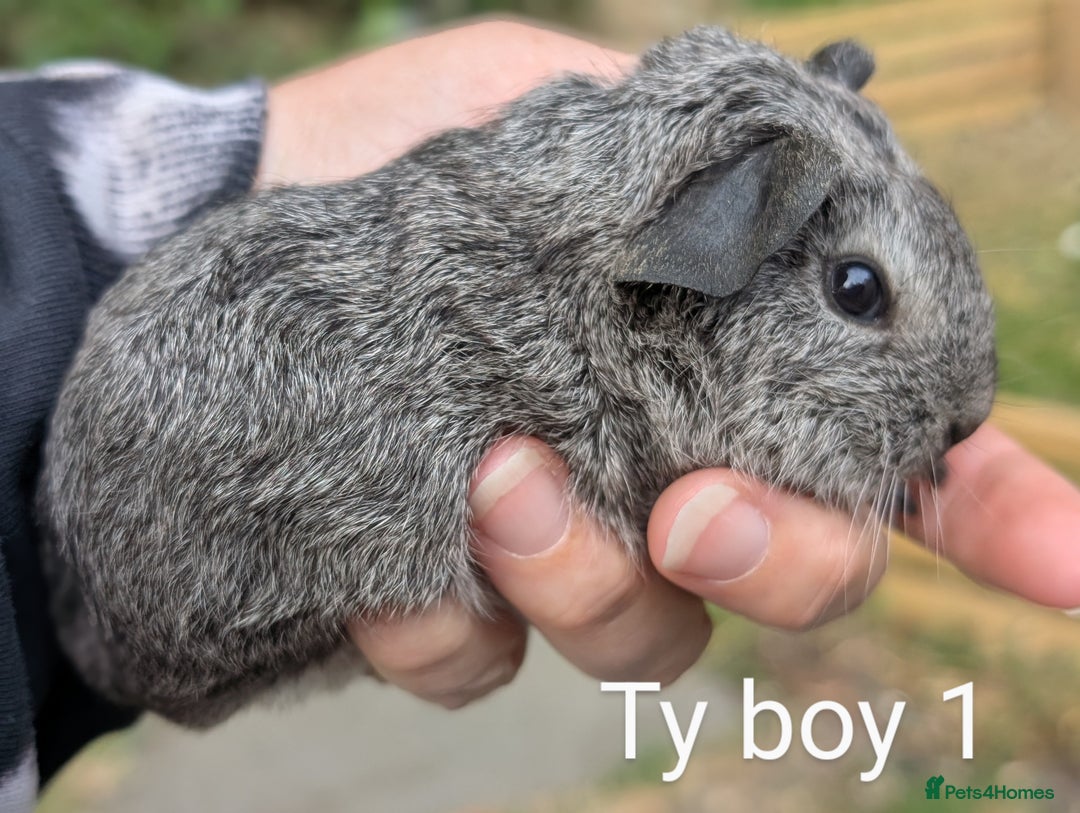 Guinea Pig rodents for sale: Gorgeous guinea pig pups  - Image 3