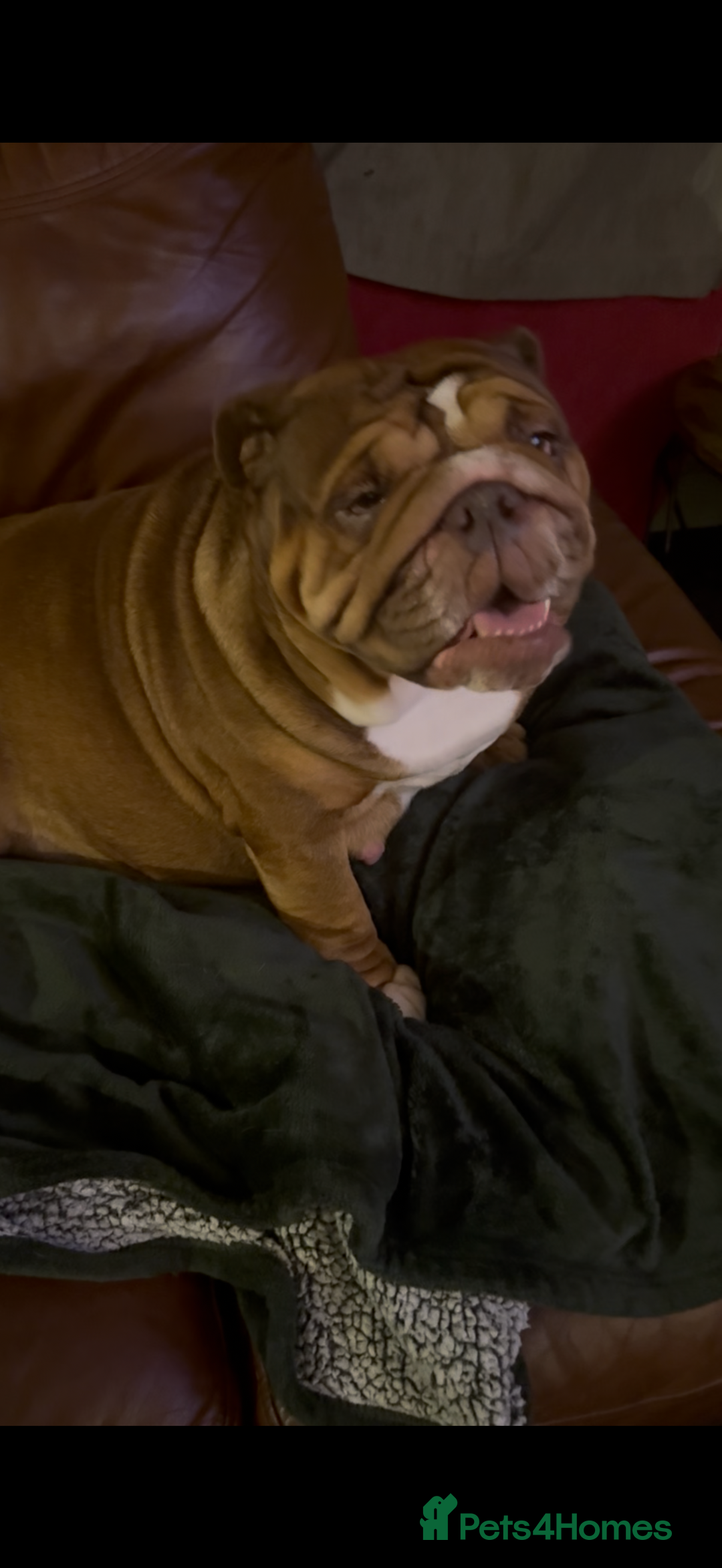 English Bulldog dogs for sale: 🌸❤️ TOP BLOOD LINE ENGLISH BULLDOGS RED AND WHITE - Advert 9