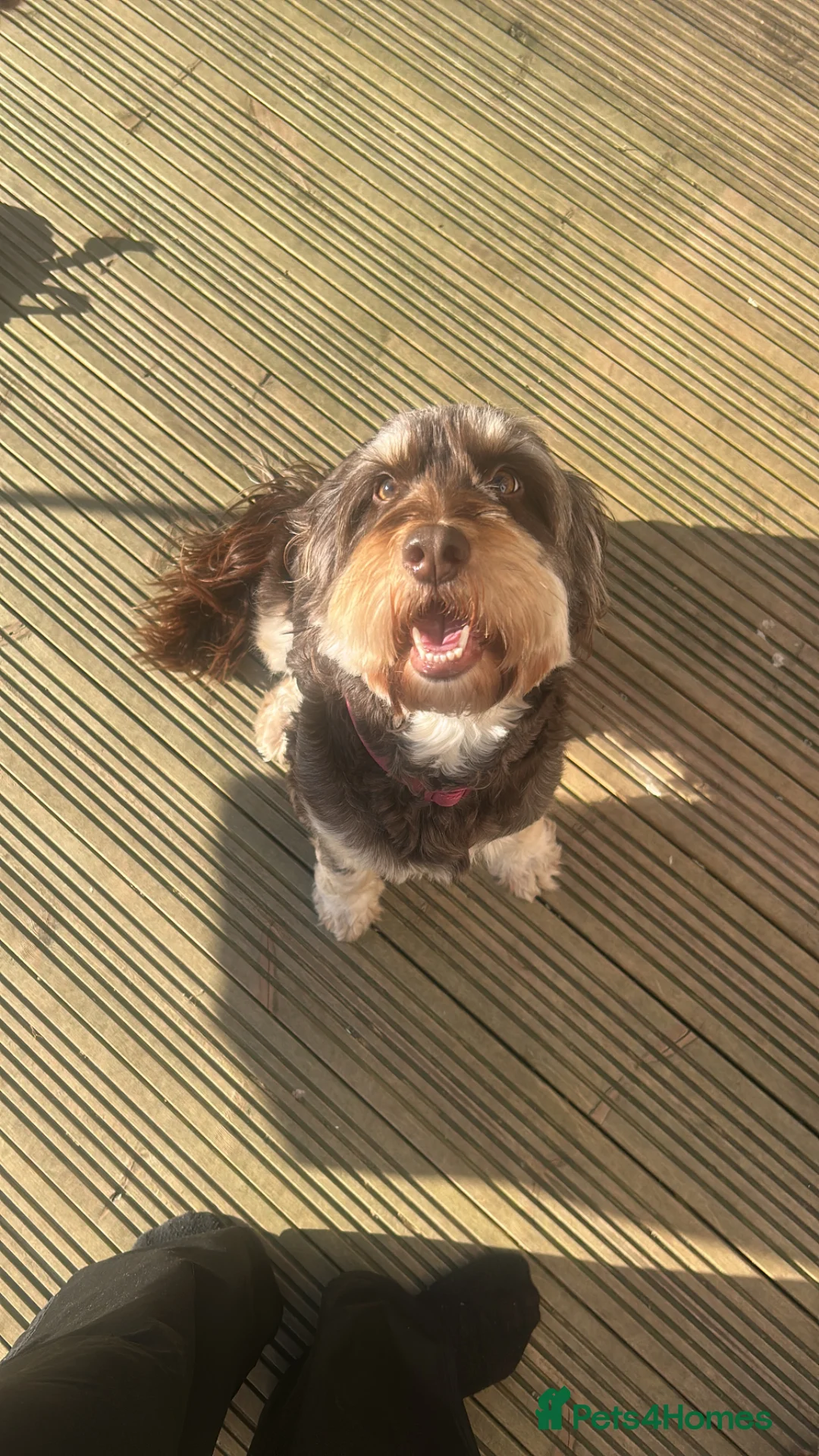 Cockapoo dogs for sale: Cockapoo Puppies - Advert 1