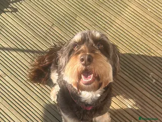 Cockapoo dogs Cockapoo Puppies - Advert 9