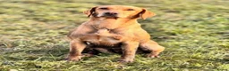 Labrador Retriever dogs for sale: Beautiful KC registered fox red lab puppies  in Burnley - Advert 4