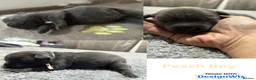 Staffordshire Bull Terrier dogs for sale: Litter of 7 kc registered staffys in Tamworth - Advert 6