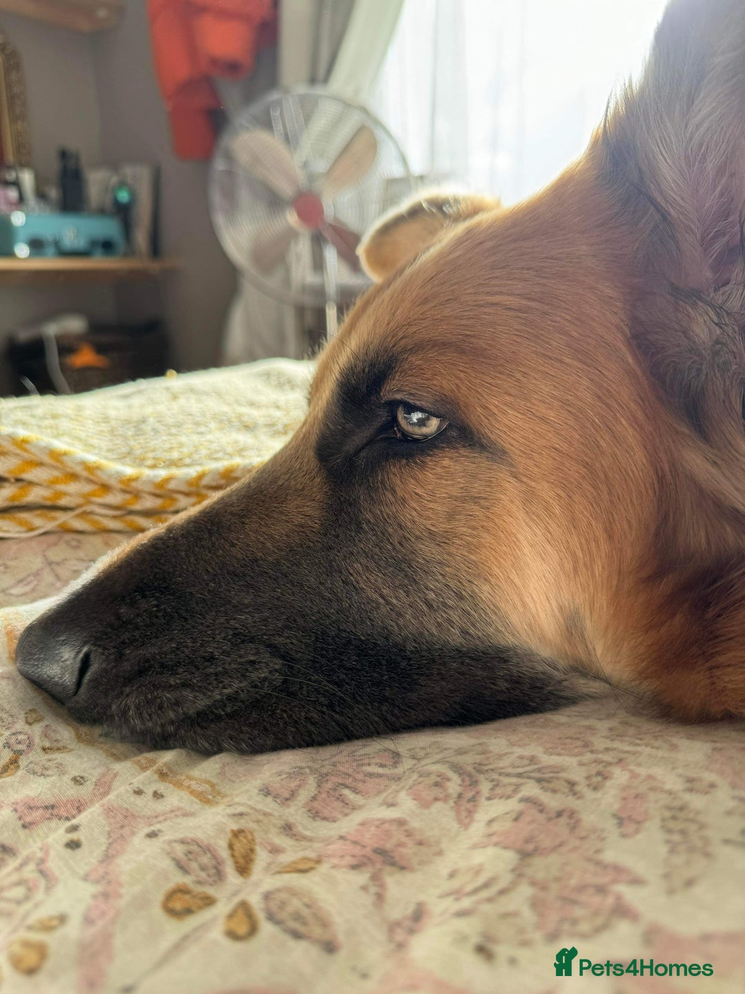 German Shepherd dogs for sale: 5* home needed - Advert 7