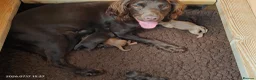 Cocker Spaniel dogs for sale: Working Cocker Spaniels from health tested parents - Advert 2