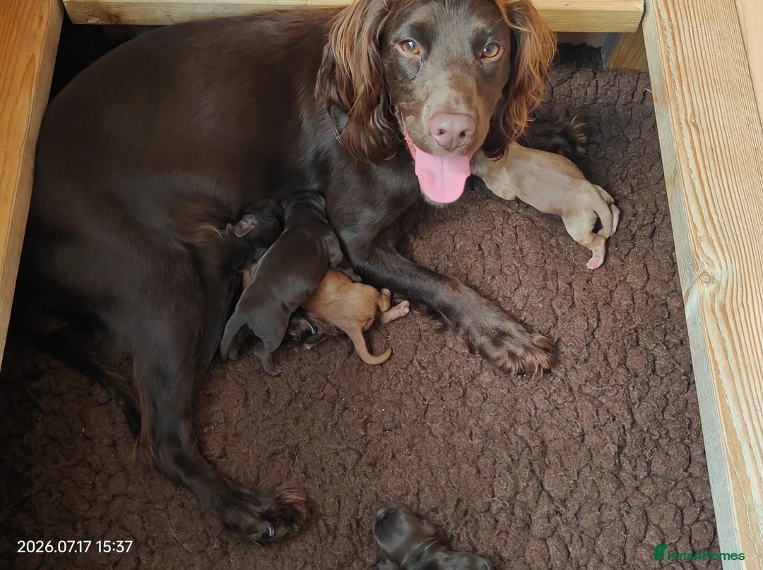 Cocker Spaniel dogs for sale: Working Cocker Spaniels from health tested parents - Advert 2