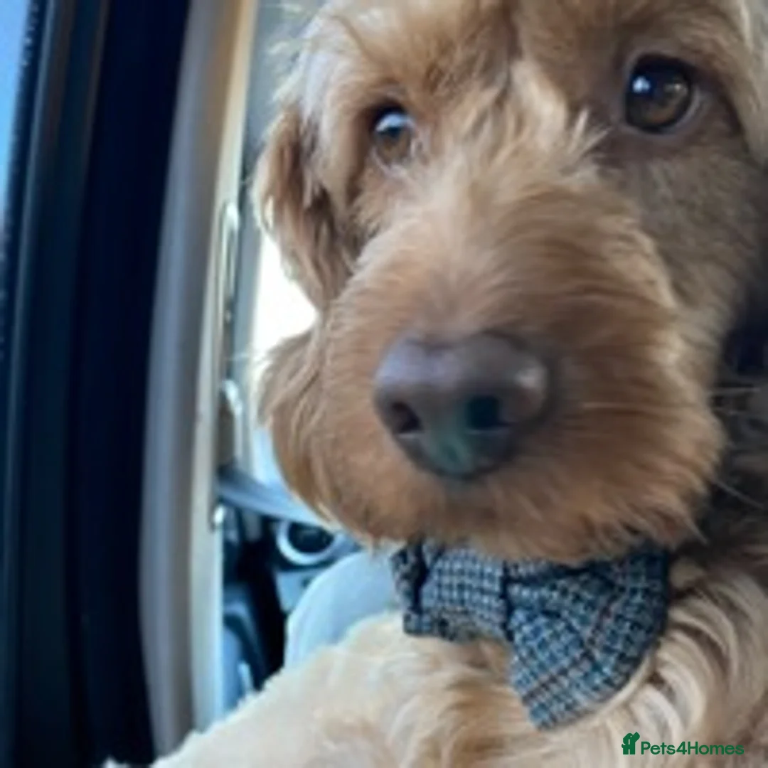 Cockapoo dogs for stud: BAXTER Makes Beautiful Babies 🐾 in Haddington - Advert 10