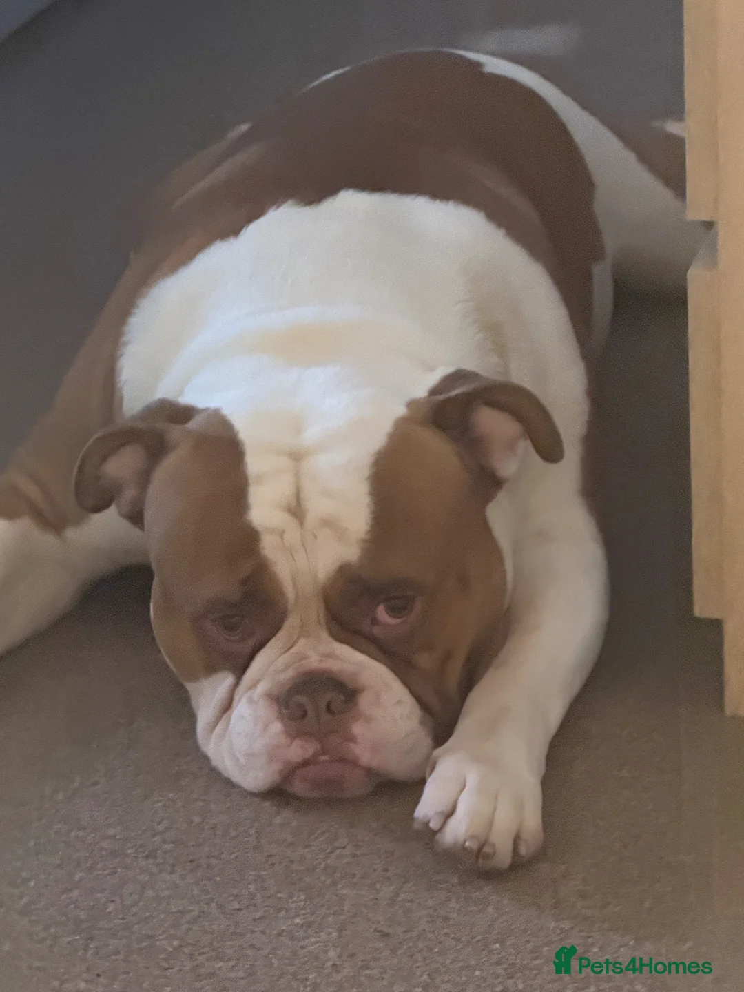 American Bulldog dogs for stud: American Bulldog Import For Stud in Ashington - Advert 5