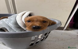 Labrador Retriever dogs for sale: KC reg health tested lab pups  - Image 3