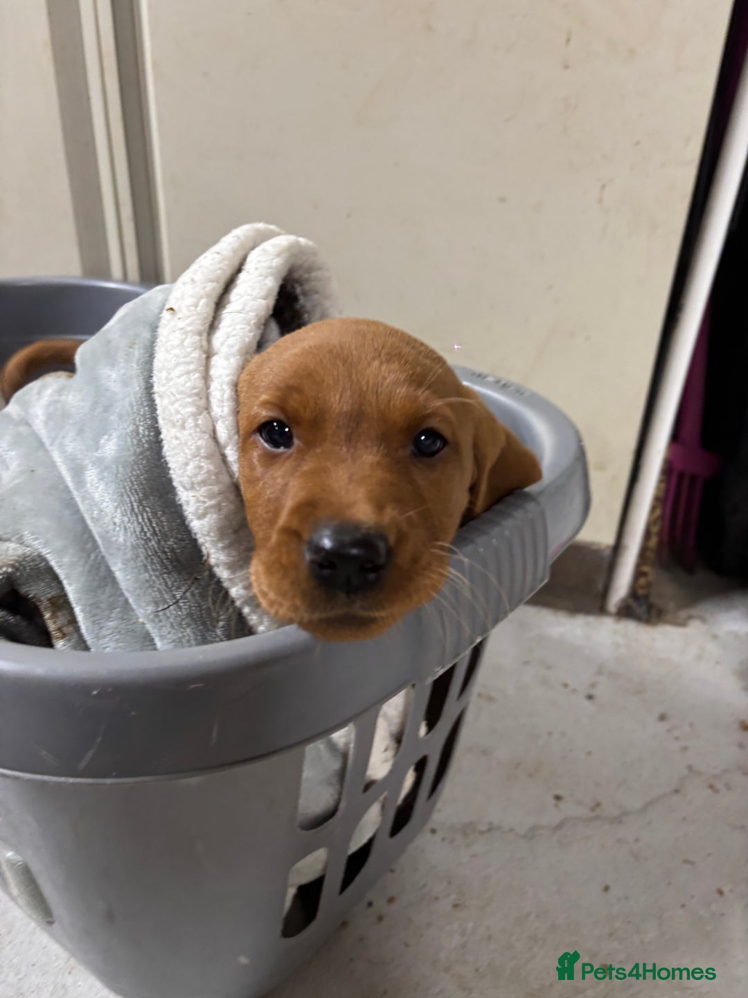 Labrador Retriever dogs for sale: KC reg health tested lab pups  - Image 3