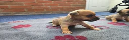 Jack Russell dogs for sale: Beautiful Puppies Jack Russell  - Advert 6