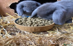 Mini Lop rabbits for sale: Two female blue eyed mini lops. Ready now  - Image 2
