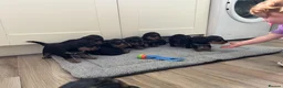 Airedale Terrier dogs for sale: Beautiful Airedale terrier puppies  - Advert 3