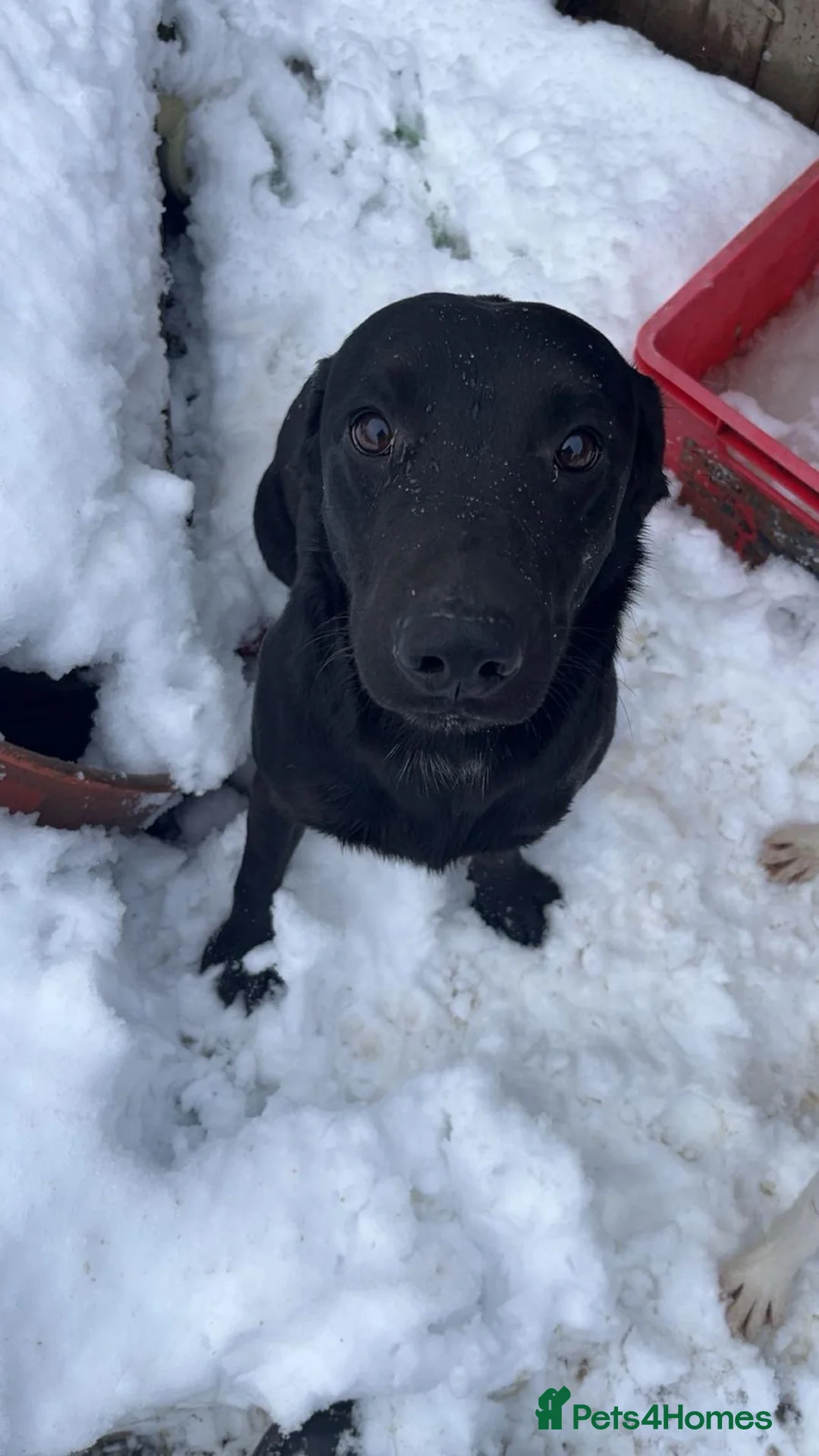 Cockerdor dogs for sale: Handsome “Bear” - Advert 2