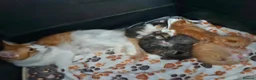 Mixed Breed cats for sale: Male and female tabby and ginger kittens  - Advert 6