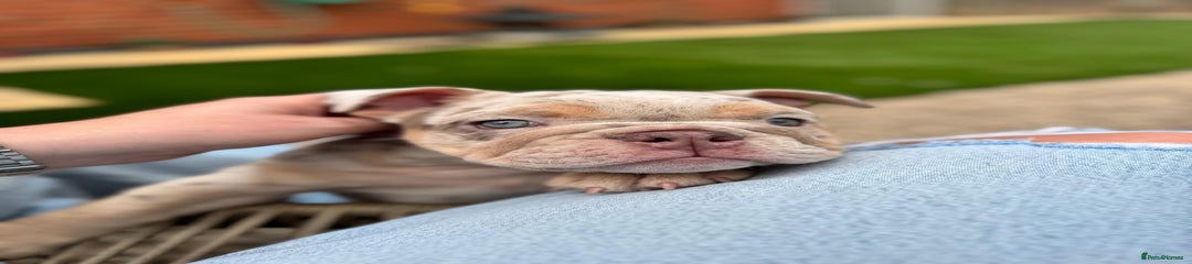 English Bulldog Puppy 1