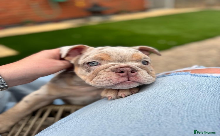 English Bulldog dogs - Advert 1