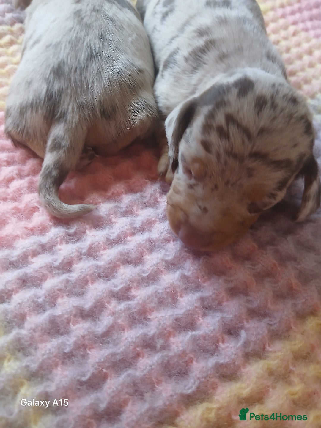 Miniature Dachshund dogs for sale: Minture dachshund puppies  - Image 15