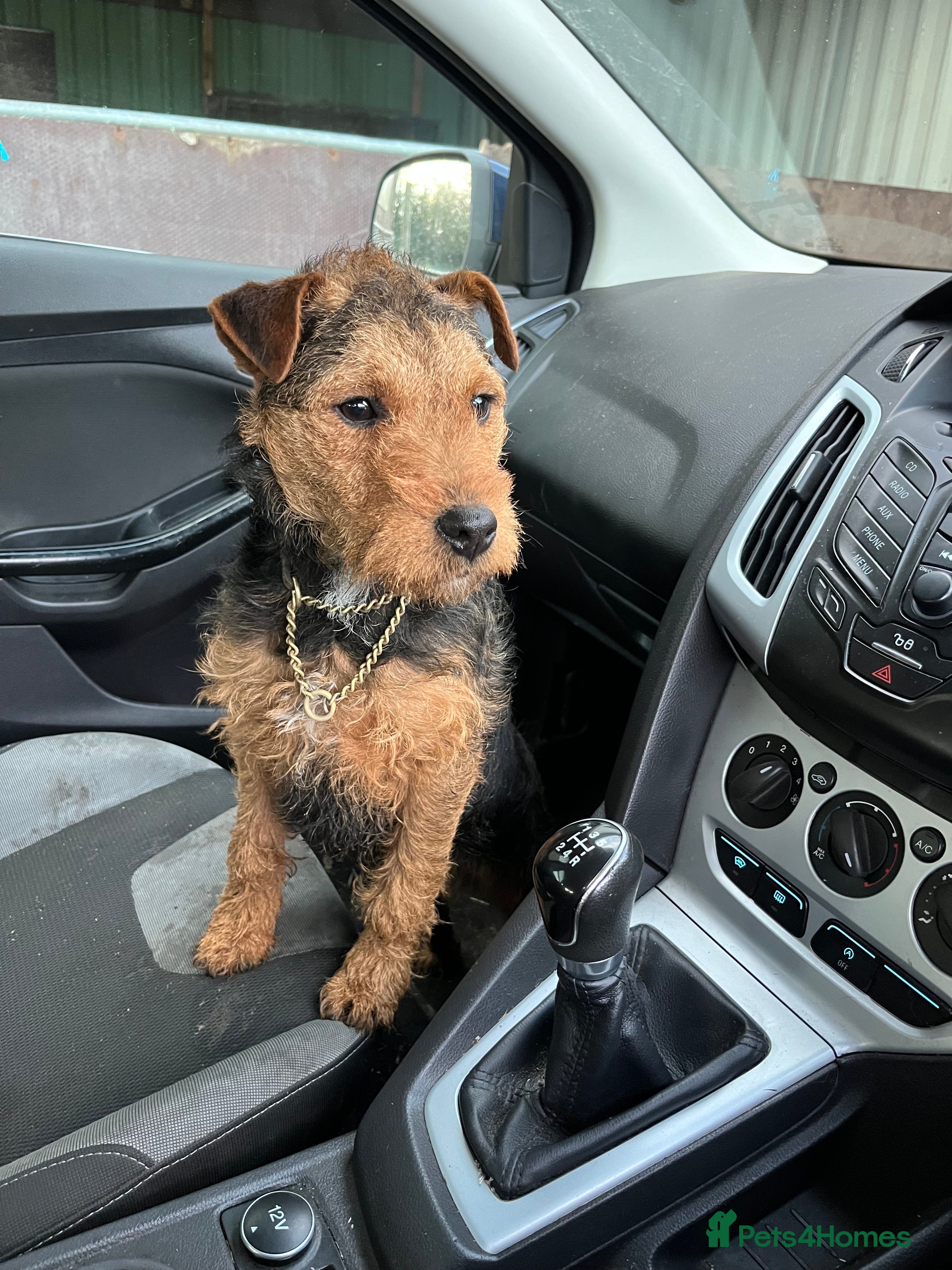 Mixed Breed dogs lakeland x jack russell  - Advert 1