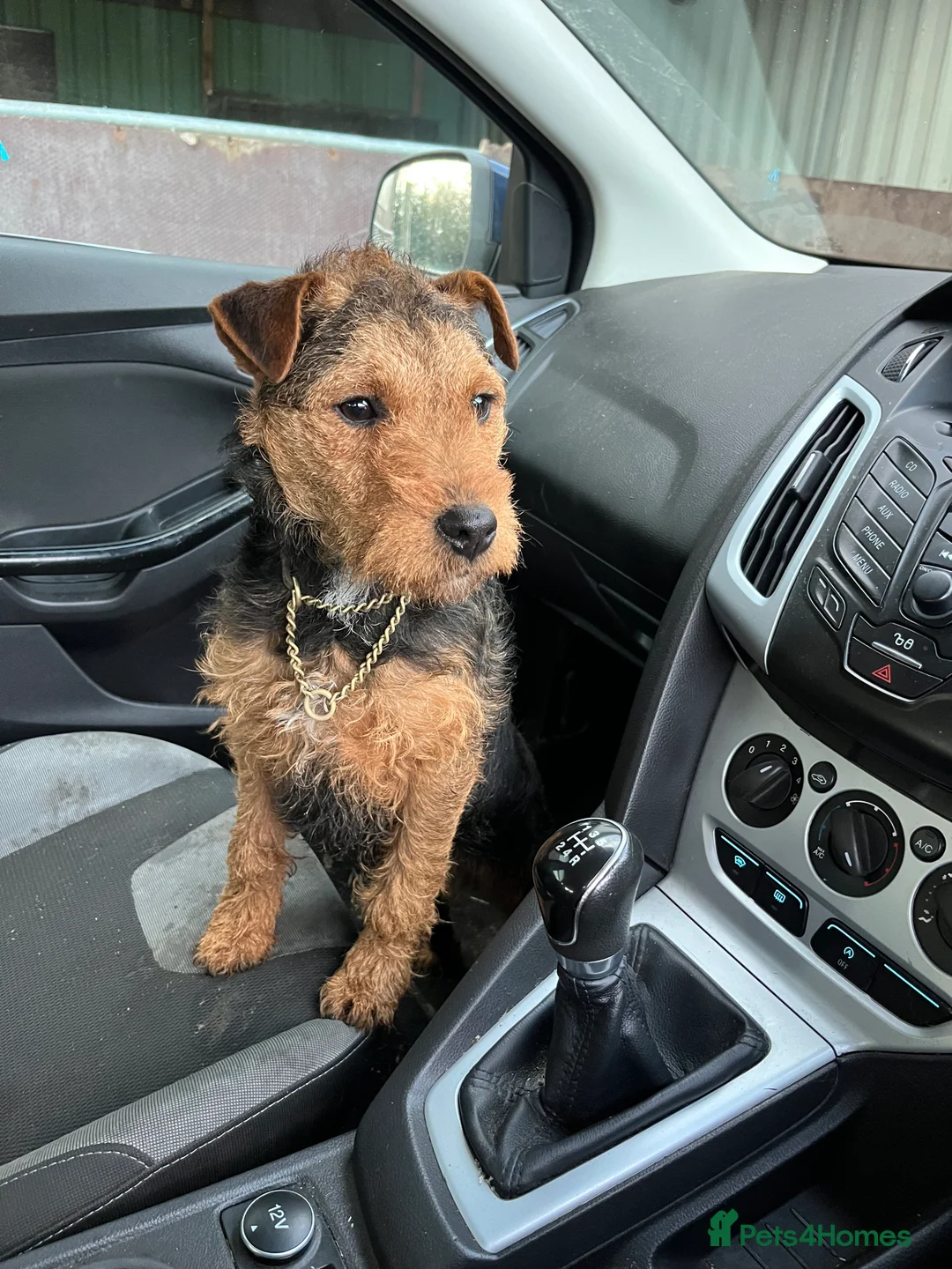 Mixed Breed dogs for sale: lakeland x jack russell  - Advert 1