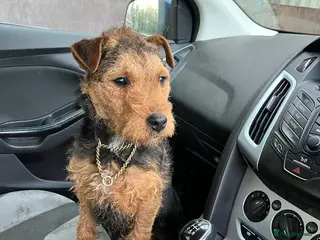 Mixed Breed dogs lakeland x jack russell - Advert 1
