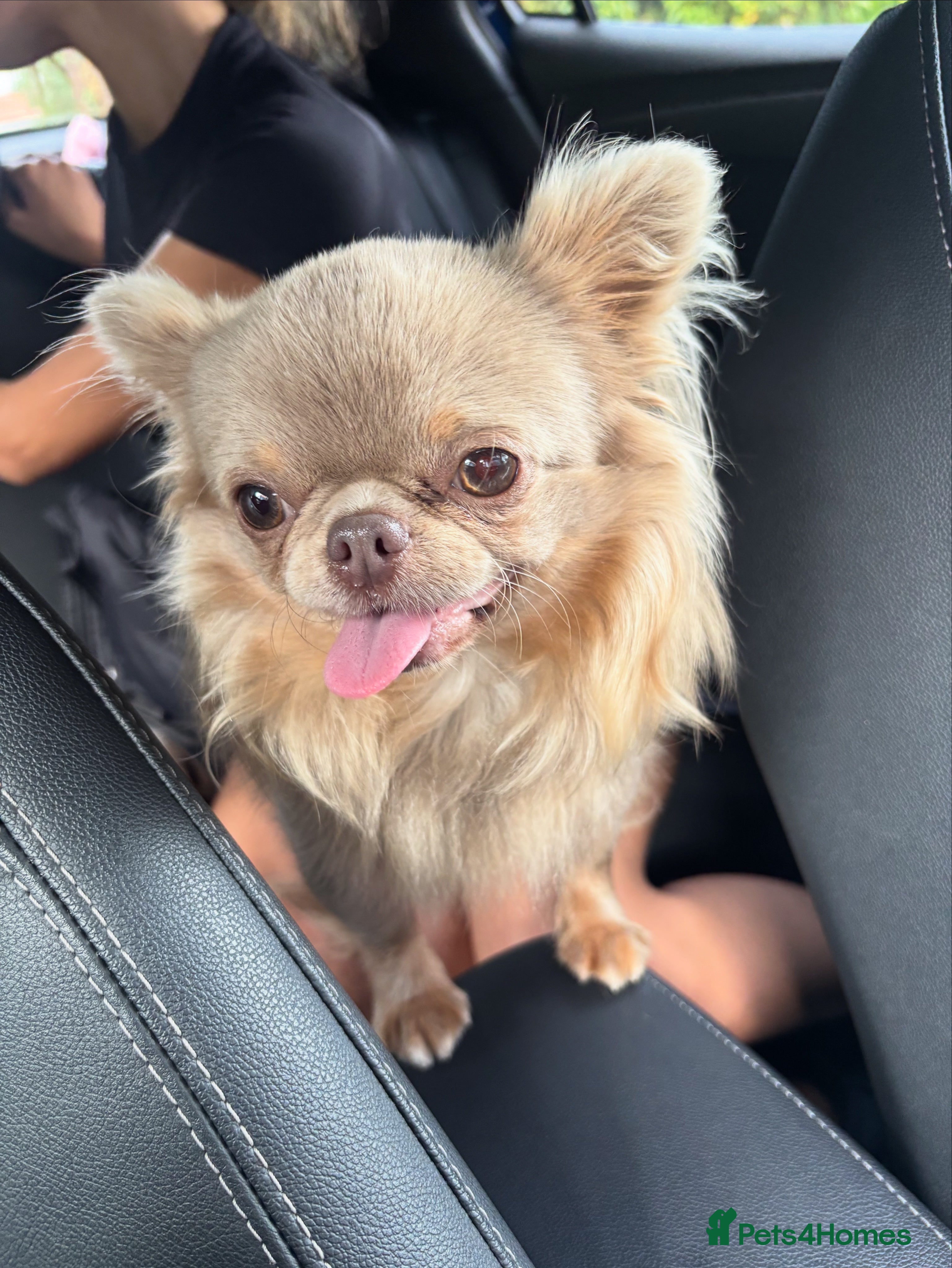 Chihuahua dogs Stunning Long haired chihuhua for stud - Advert 14