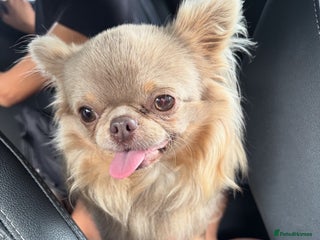 Chihuahua dogs - Advert 4