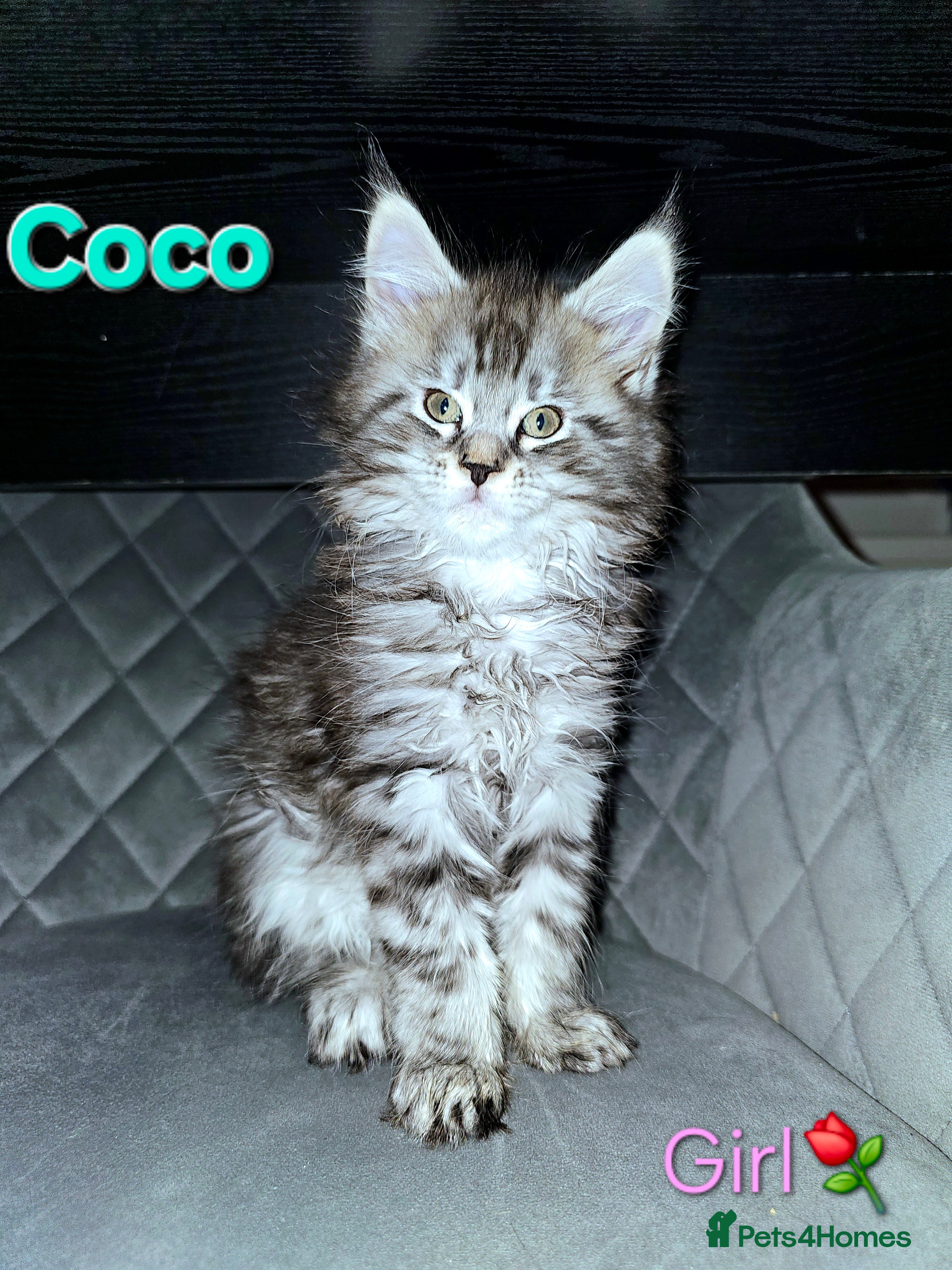 Maine Coon cats 🐈 Gorgeous Maine Coon Kittens Ready for new homes - Advert 8