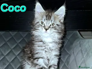 Maine Coon cats 🐈 Gorgeous Maine Coon Kittens Ready for new homes - Advert 8