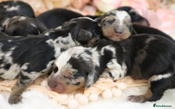 Miniature Dachshund dogs for sale: KC Miniature Dachshund Puppies - Advert 8