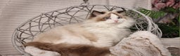 Ragdoll cats for sale: Quality Tica reg Ragdoll kittens  - Advert 4