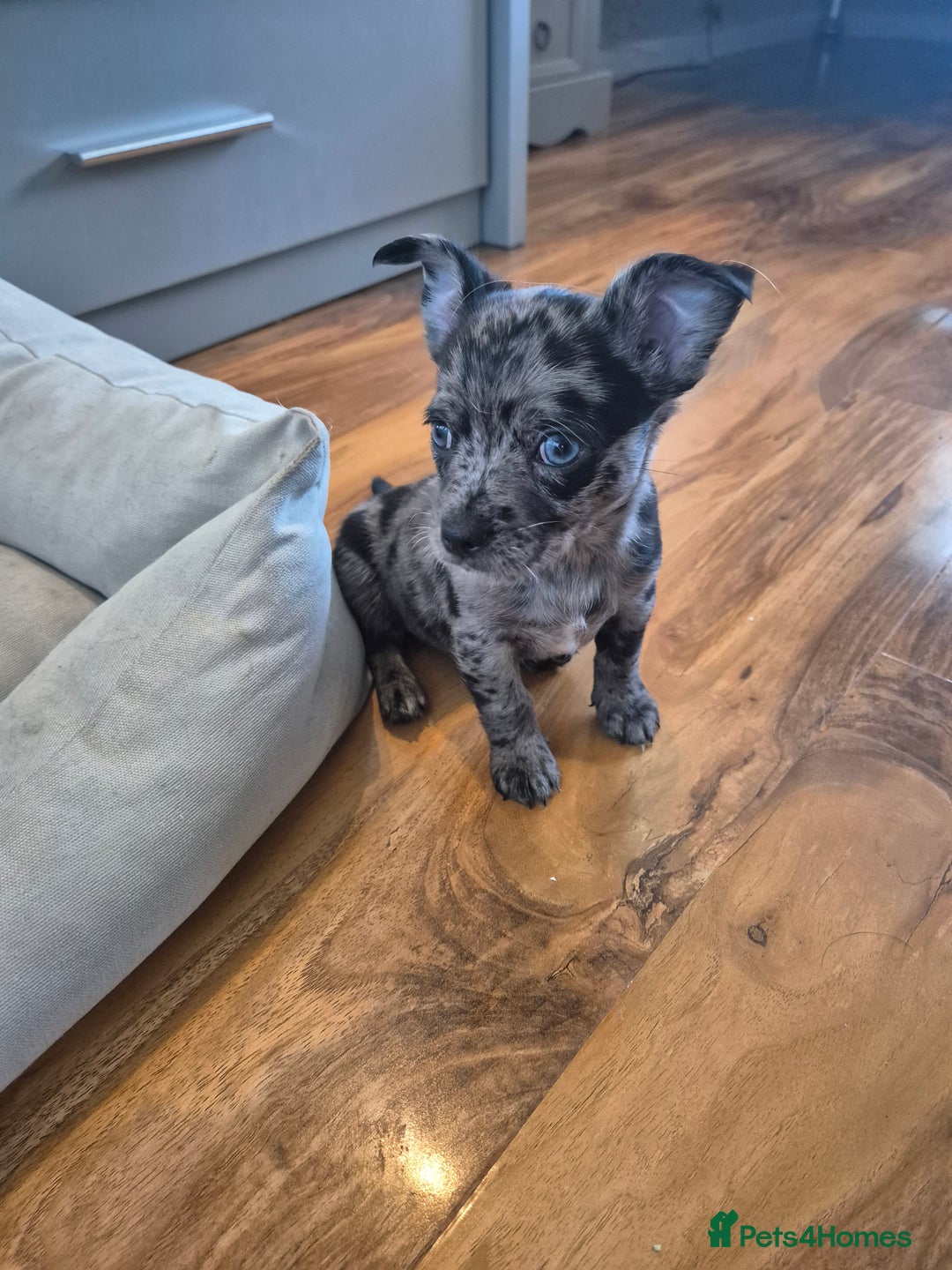 Chihuahua dogs for sale: 3 beautiful tiny pure breed chihuahua  - Advert 7