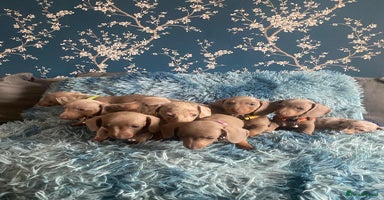 Miniature Dachshund dogs - Advert 6