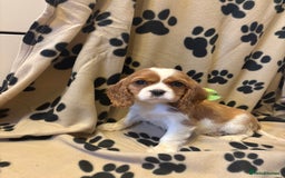 Cavalier King Charles Spaniel dogs for sale: ✨Adorable King Charles Cavalier Puppies✨READY NOW✨ - Advert 15