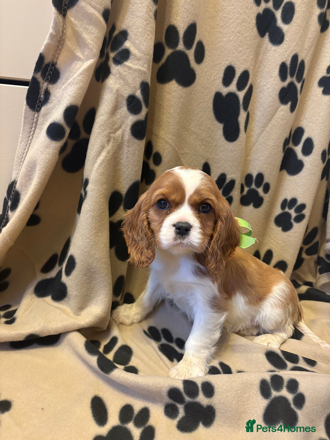 Cavalier King Charles Spaniel dogs for sale: ✨Adorable King Charles Cavalier Puppies✨READY NOW✨ - Advert 15