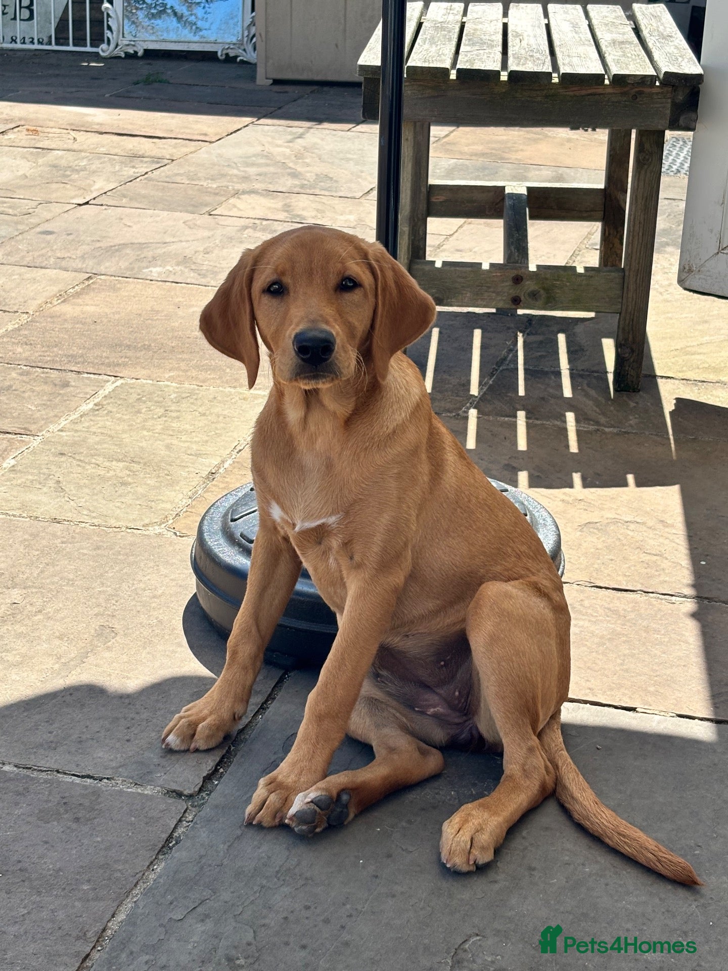 Labrador Retriever dogs Labrador Retriever Puppy - Advert 1