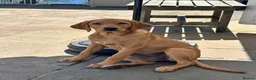 Labrador Retriever dogs for sale: Labrador Retriever Puppy - Advert 5