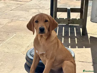 Labrador Retriever dogs Labrador Retriever Puppy - Advert 5