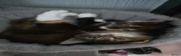 Maine Coon cats for sale: Beautiful Maine Coon Kittens for Sale – Ready Now! - Advert 1