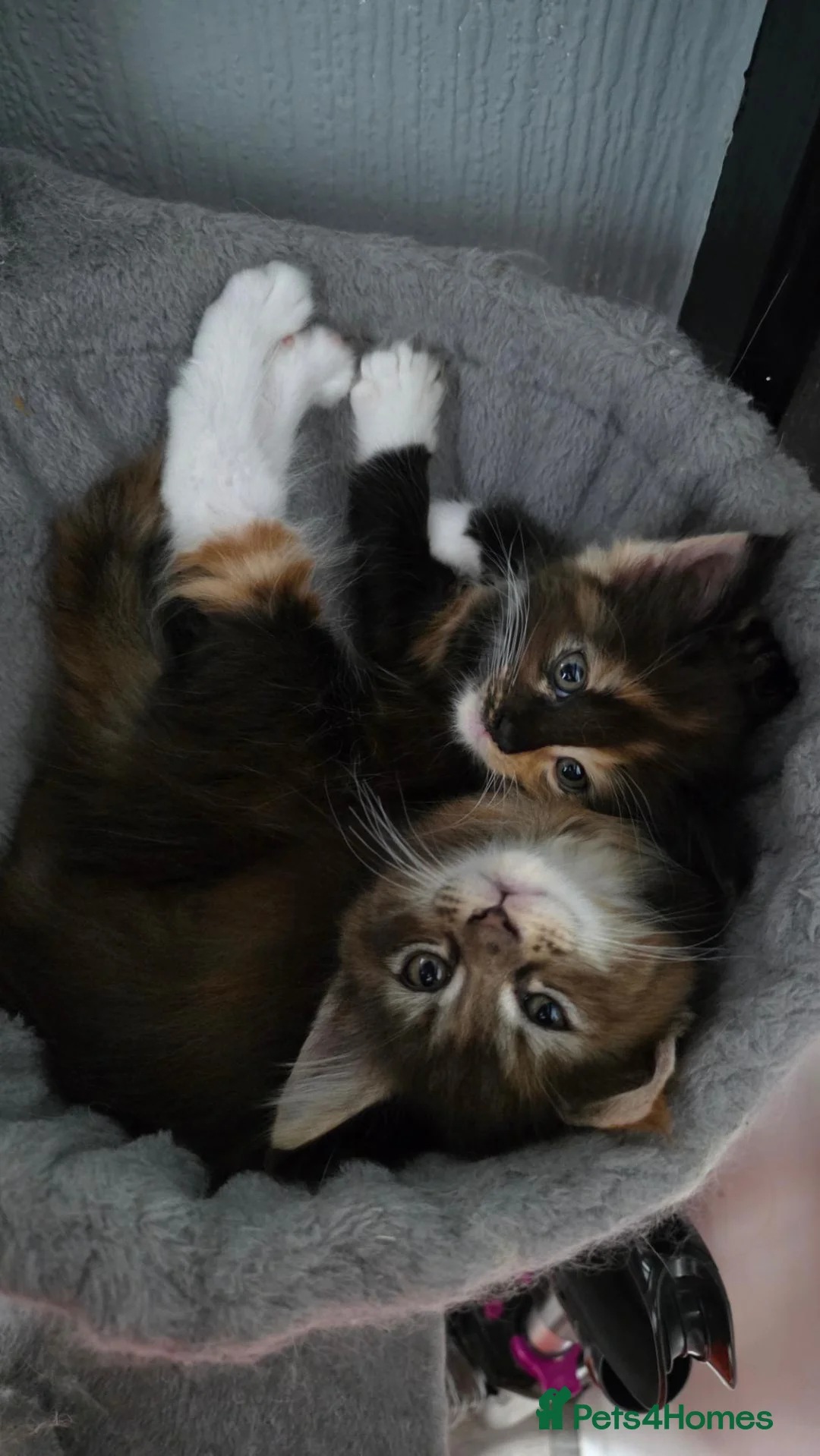 Maine Coon cats for sale: Beautiful Maine Coon Kittens for Sale – Ready Now! - Advert 1